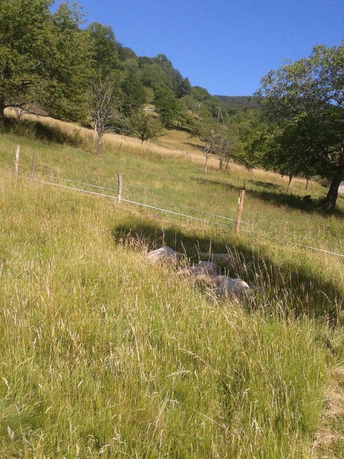 Spacieux Et Confortables Gites A Proximite Randonnees, Lacs, Ski Nature Sondernach Dış mekan fotoğraf